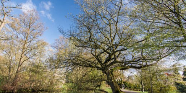 Foto: Schöner alter Baum - Graft Delmenhorst